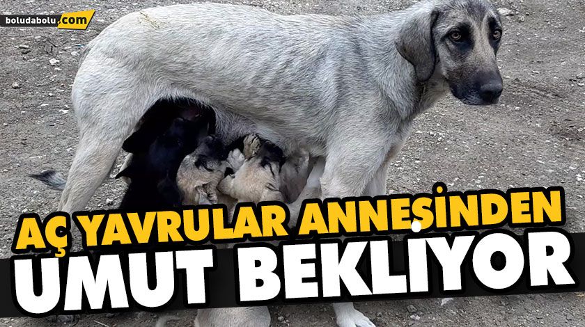 AÇ YAVRULAR ANNESİNDEN UMUT BEKLİYOR AÇ YAVRULAR ANNESİNDEN UMUT BEKLİYOR