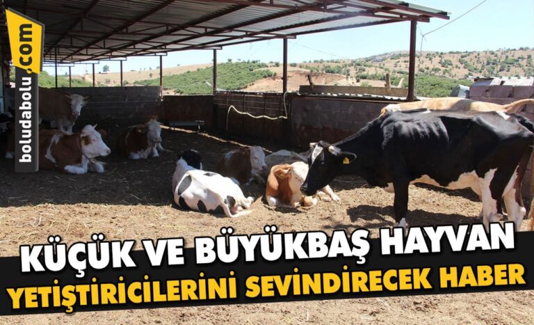 KÜÇÜK VE BÜYÜKBAŞ HAYVAN YETİŞTİRİCİLERİNE DESTEK VERİLECEK