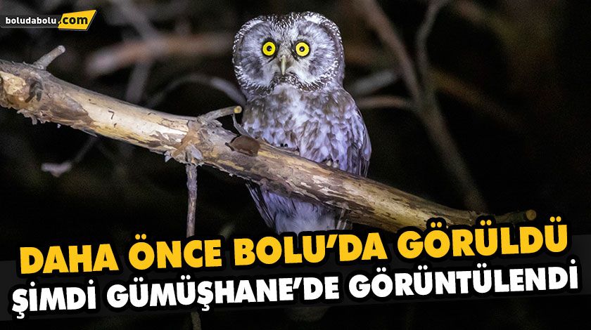 DAHA ÖNCE BOLU’DA GÖRÜLDÜ, ŞİMDİ GÜMÜŞHANE’DE GÖRÜNTÜLENDİ DAHA ÖNCE BOLU’DA GÖRÜLDÜ, ŞİMDİ GÜMÜŞHANE’DE GÖRÜNTÜLENDİ
