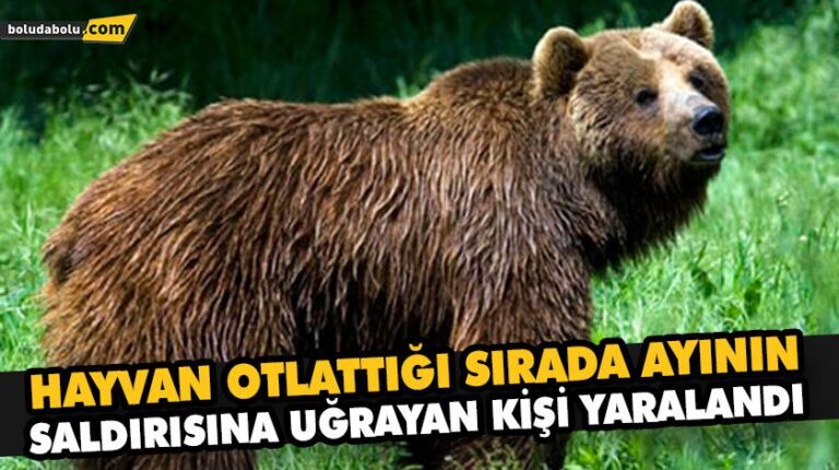 HAYVAN OTLATTIĞI SIRADA AYININ SALDIRISINA UĞRAYAN KİŞİ YARALANDI