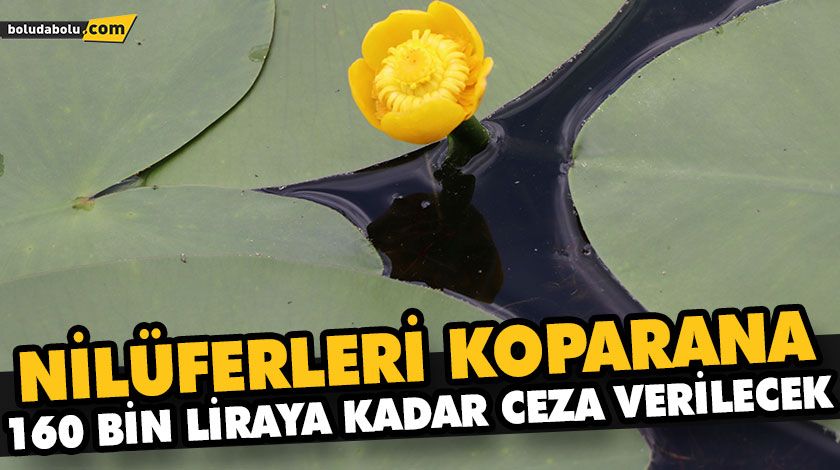 KOPARANA 160 BİN LİRAYA KADAR CEZA VERİLECEK KOPARANA 160 BİN LİRAYA KADAR CEZA VERİLECEK