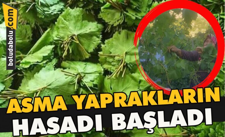 Asma yaprakların hasadı başladı