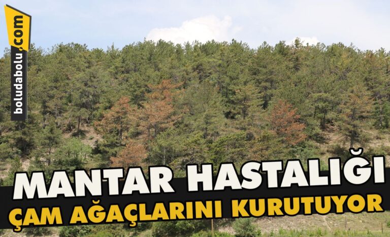 Mantar hastalığı çam ağaçlarını kurutuyor