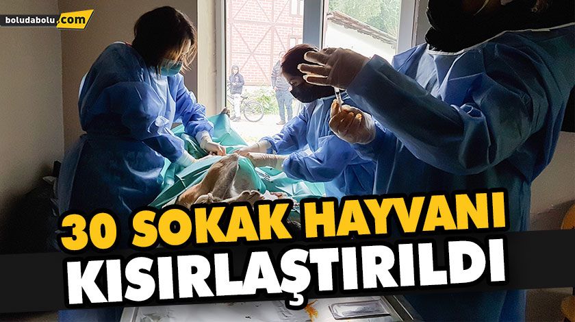 YENİÇAĞA’DA 30 SOKAK HAYVANI KISIRLAŞTIRILDIYENİÇAĞA’DA 30 SOKAK HAYVANI KISIRLAŞTIRILDI