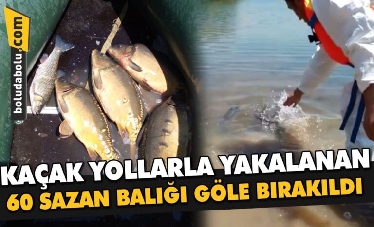 Bolu Gölköy Barajı’nda kaçak yollarla yakalanan 60 sazan balığı göle bırakıldı