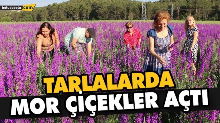 TARLALARDA MOR ÇİÇEKLER AÇTI