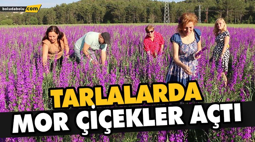 TARLALARDA MOR ÇİÇEKLER AÇTI TARLALARDA MOR ÇİÇEKLER AÇTI