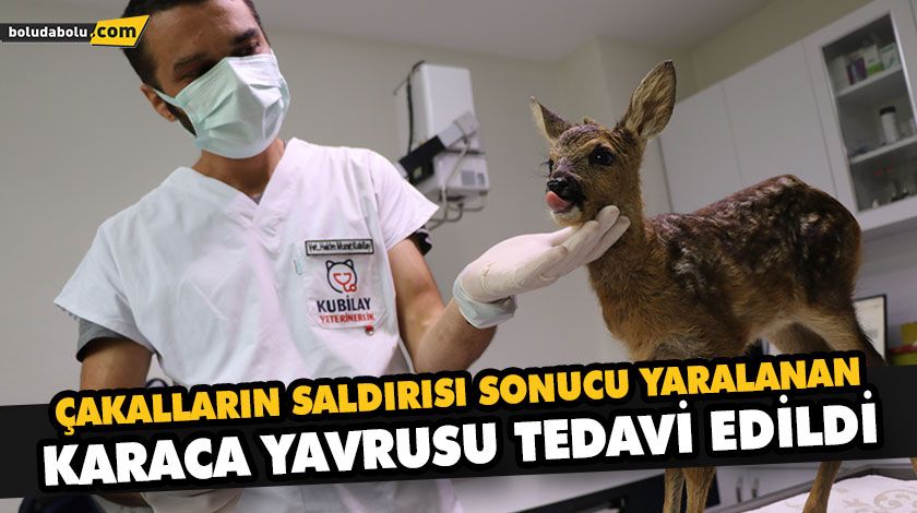 ÇAKALLARIN SALDIRISI SONUCU YARALANAN KARACA YAVRUSU TEDAVİ EDİLDİ ÇAKALLARIN SALDIRISI SONUCU YARALANAN KARACA YAVRUSU TEDAVİ EDİLDİ