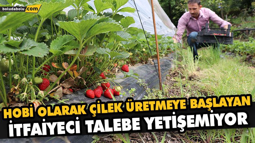 HOBİ OLARAK ÇİLEK ÜRETMEYE BAŞLAYAN İTFAİYECİ TALEBE YETİŞEMİYOR HOBİ OLARAK ÇİLEK ÜRETMEYE BAŞLAYAN İTFAİYECİ TALEBE YETİŞEMİYOR