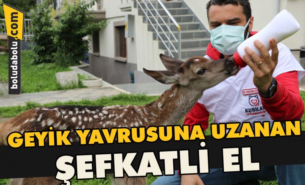 Geyik yavrusuna uzanan şefkatli el Geyik yavrusuna uzanan şefkatli el