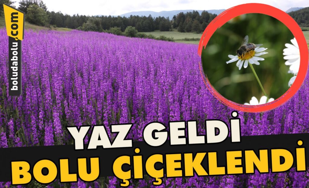 Yaz geldi ,Bolu çiçeklendi Yaz geldi ,Bolu çiçeklendi