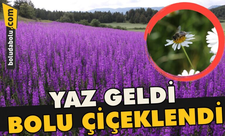 Yaz geldi ,Bolu çiçeklendi