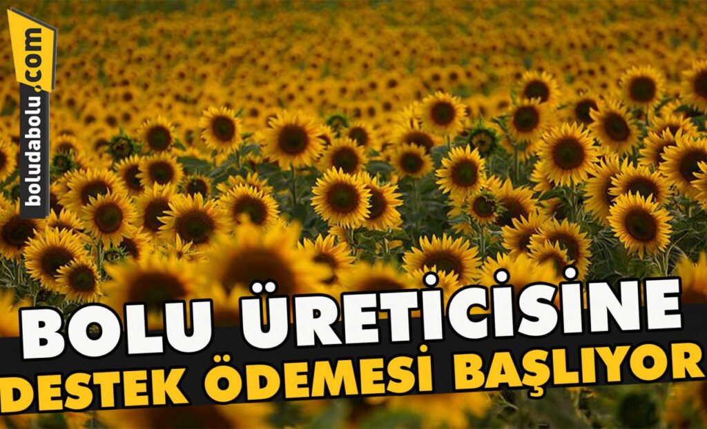 Bolu üreticisine destek ödemesi başlıyor Bolu üreticisine destek ödemesi başlıyor