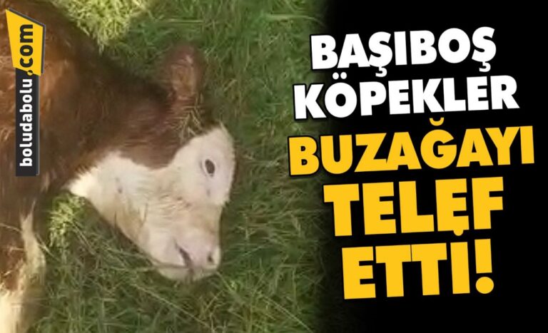BAŞIBOŞ KÖPEKLER BUZAĞAYI TELEF ETTİ!