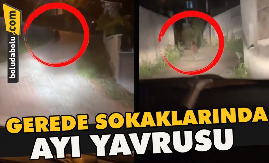 Gerede sokaklarında ayı yavrusu Gerede sokaklarında ayı yavrusu