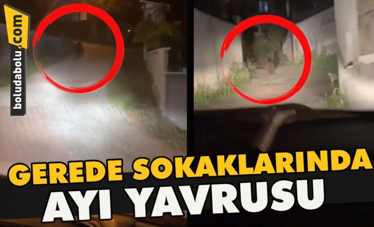 Gerede sokaklarında ayı yavrusu
