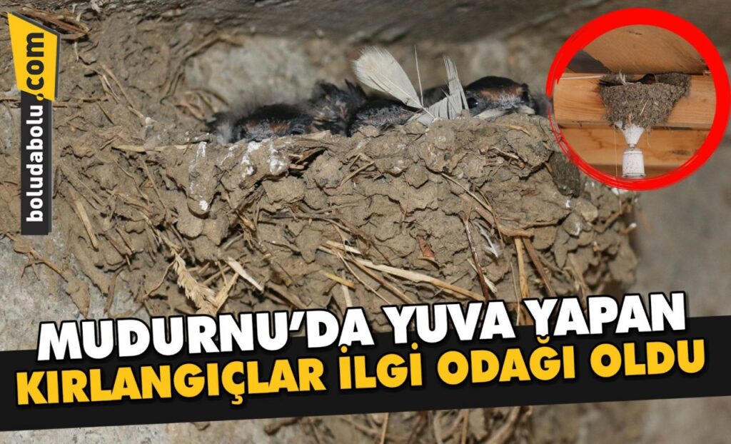 Bolu’da elektrik lambasına ve ahırın duvarına yuva yapan kırlangıçlar ilgi odağı oldu