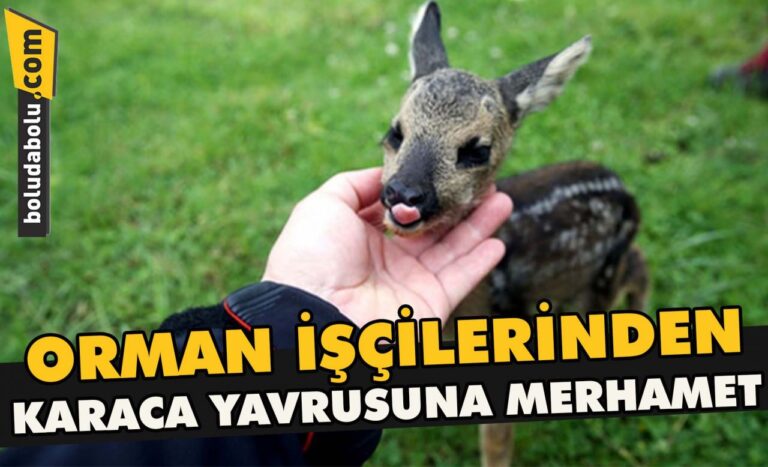 ORMAN İŞÇİLERİNDEN KARACA YAVRUSUNA MERHAMET