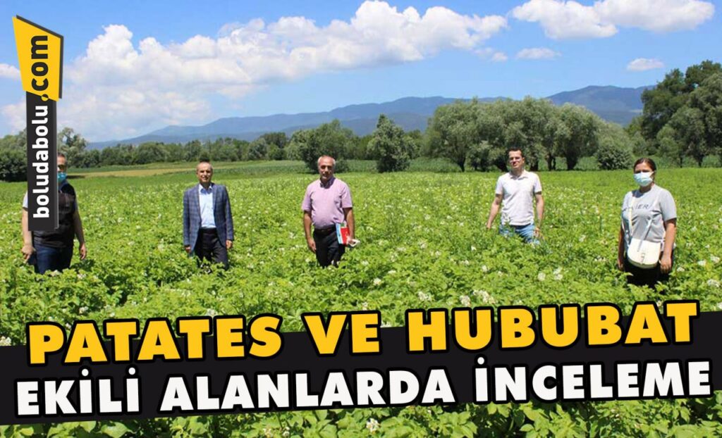 Patates ve hububat ekili alanlarda inceleme