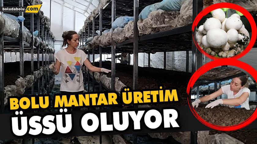 BOLU MANTAR ÜRETİM ÜSSÜ OLUYOR