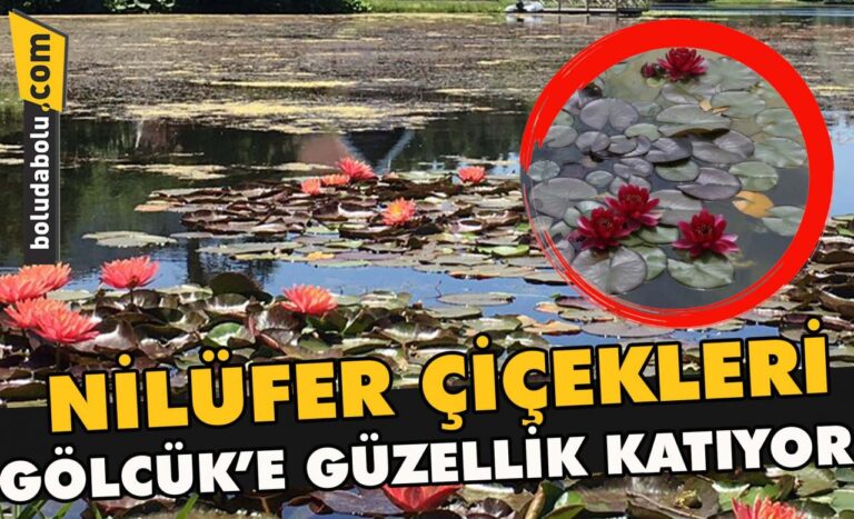Nilüfer çiçekleri Gölcük’e güzellik katıyor