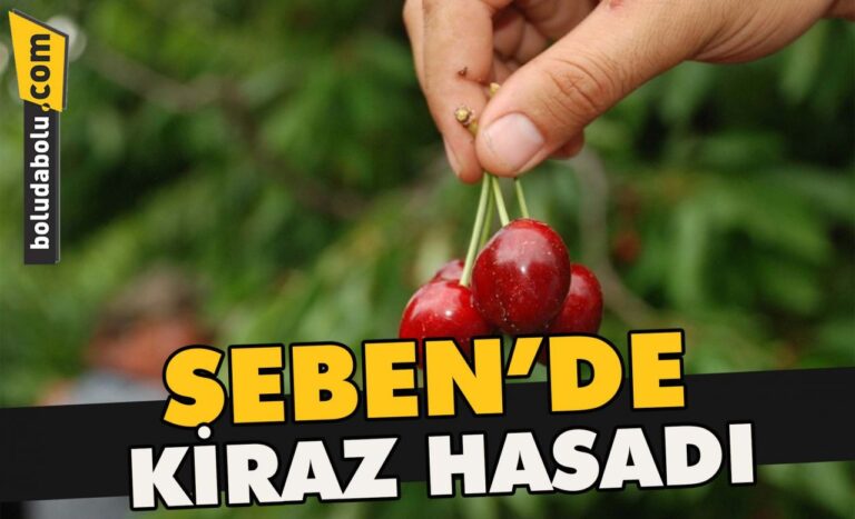 Seben’de kiraz hasadı