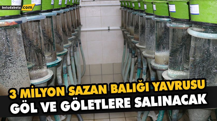 3 MİLYON SAZAN BALIĞI YAVRUSU GÖL VE GÖLETLERE SALINACAK 3 MİLYON SAZAN BALIĞI YAVRUSU GÖL VE GÖLETLERE SALINACAK
