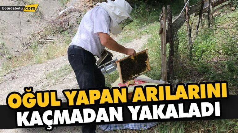 Oğul yapan arılarını kaçmadan yakaladı