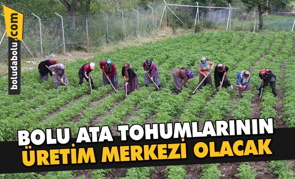 Bolu’da ata tohumları üretimi Bolu’da ata tohumları üretimi