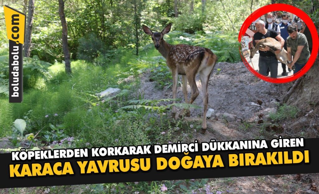 Bolu’da köpeklerden korkarak demirci dükkanına giren karaca yavrusu doğaya bırakıldı Bolu’da köpeklerden korkarak demirci dükkanına giren karaca yavrusu doğaya bırakıldı