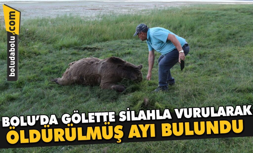 Bolu’da gölette silahla vurularak öldürülmüş ayı bulundu Bolu’da gölette silahla vurularak öldürülmüş ayı bulundu