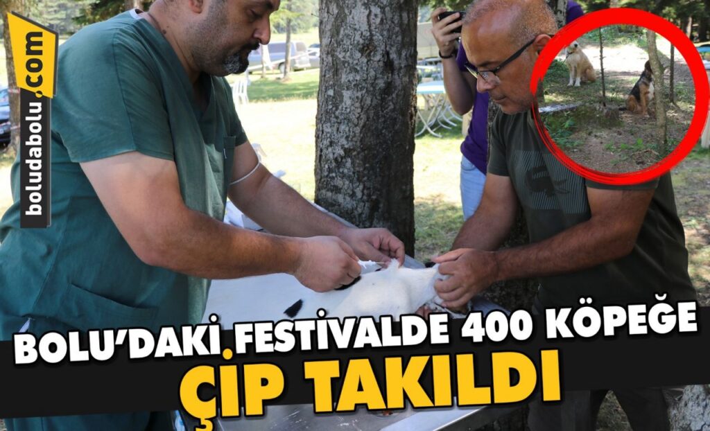 Bolu’daki festivalde 400 köpeğe çip takıldı Bolu’daki festivalde 400 köpeğe çip takıldı