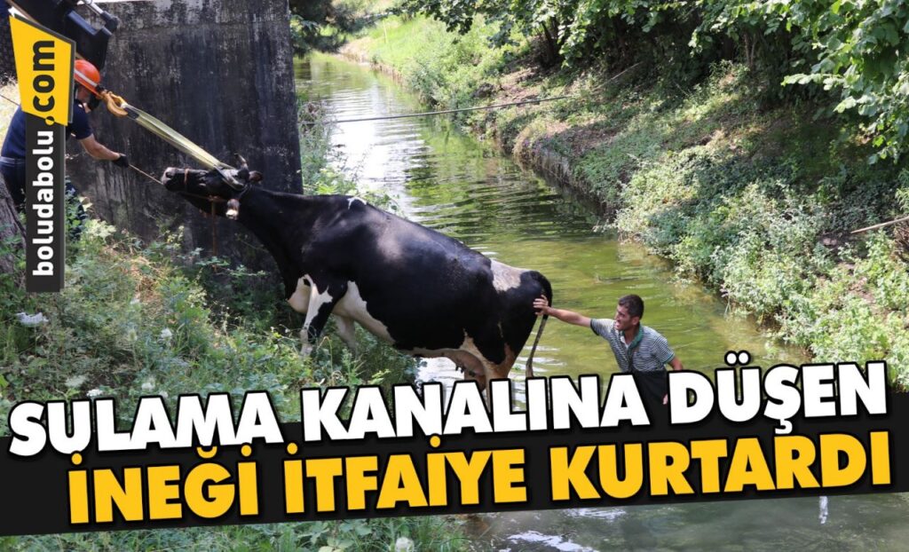 Bolu’da sulama kanalına düşen ineği itfaiye kurtardı Bolu’da sulama kanalına düşen ineği itfaiye kurtardı