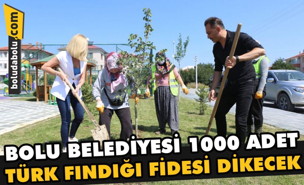Bolu Belediyesi 1000 adet Türk fındığı fidesi dikecek Bolu Belediyesi 1000 adet Türk fındığı fidesi dikecek
