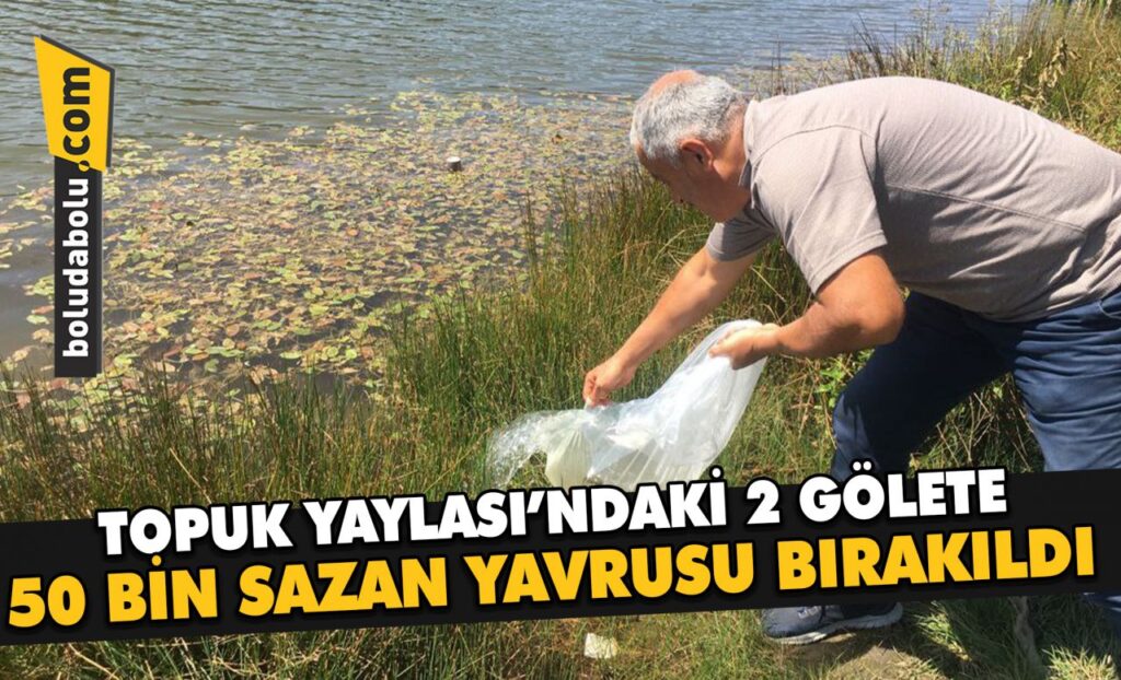 Topuk Yaylası’ndaki 2 gölete 50 bin sazan yavrusu bırakıldı Topuk Yaylası’ndaki 2 gölete 50 bin sazan yavrusu bırakıldı