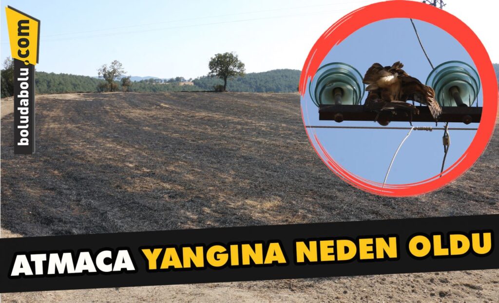 Bolu’da yüksek gerilim hatlarına kapılan atmaca yangına neden oldu Bolu’da yüksek gerilim hatlarına kapılan atmaca yangına neden oldu