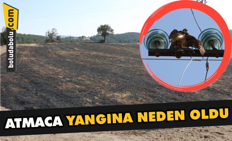 Bolu’da yüksek gerilim hatlarına kapılan atmaca yangına neden oldu