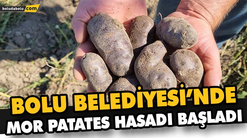 BOLU BELEDİYESİ’NDE MOR PATATES HASADI BAŞLADI BOLU BELEDİYESİ’NDE MOR PATATES HASADI BAŞLADI