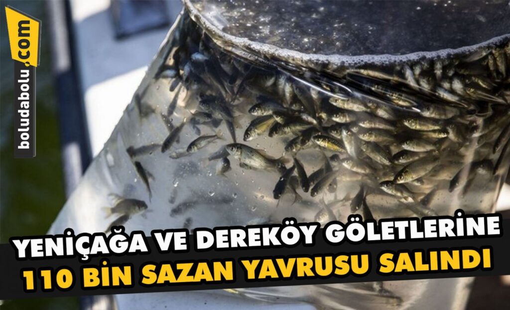 Yeniçağa ve Dereköy göletlerine 110 bin sazan yavrusu salındı Yeniçağa ve Dereköy göletlerine 110 bin sazan yavrusu salındı