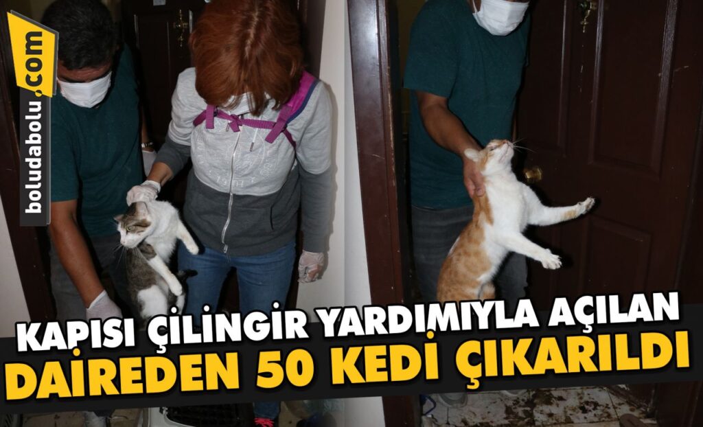 Bolu’da kapısı çilingir yardımıyla açılan daireden 50 kedi çıkarıldı