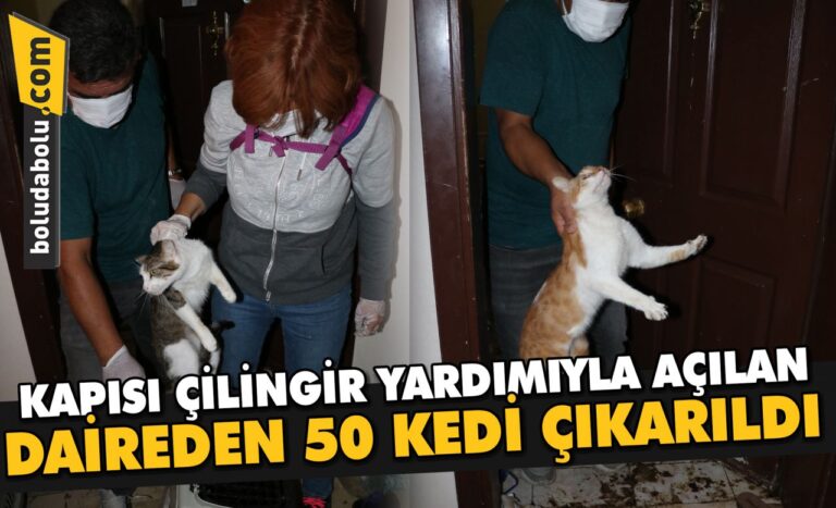 Bolu’da kapısı çilingir yardımıyla açılan daireden 50 kedi çıkarıldı