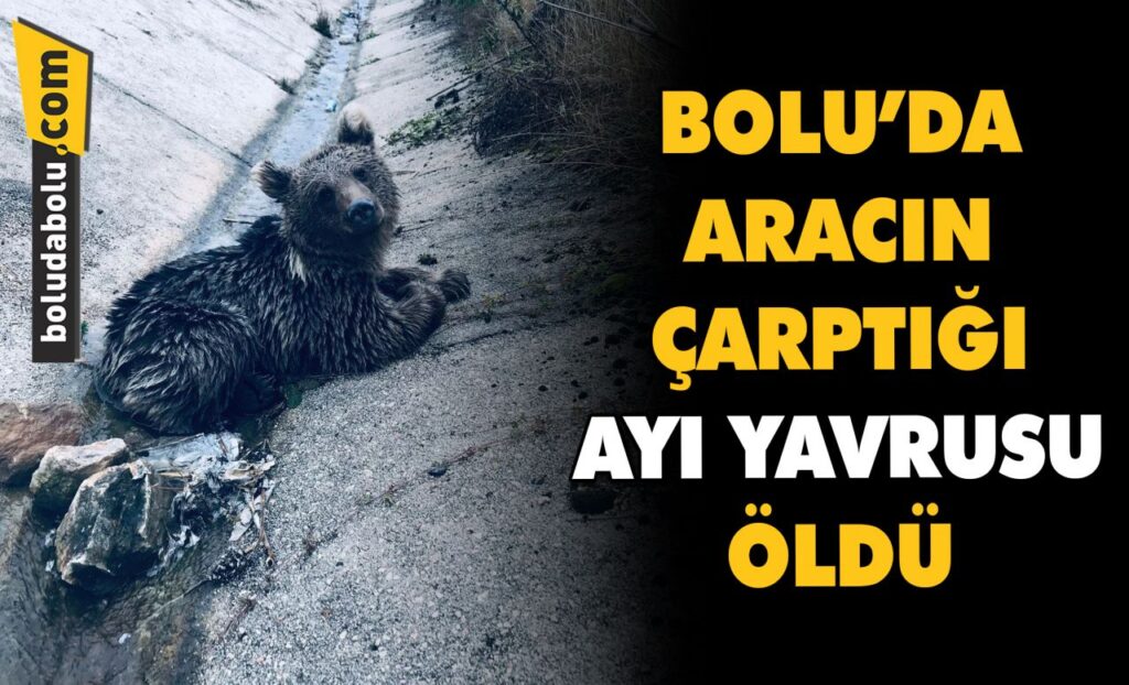 Bolu’da aracın çarptığı ayı yavrusu öldü Bolu’da aracın çarptığı ayı yavrusu öldü