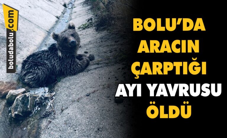 Bolu’da aracın çarptığı ayı yavrusu öldü