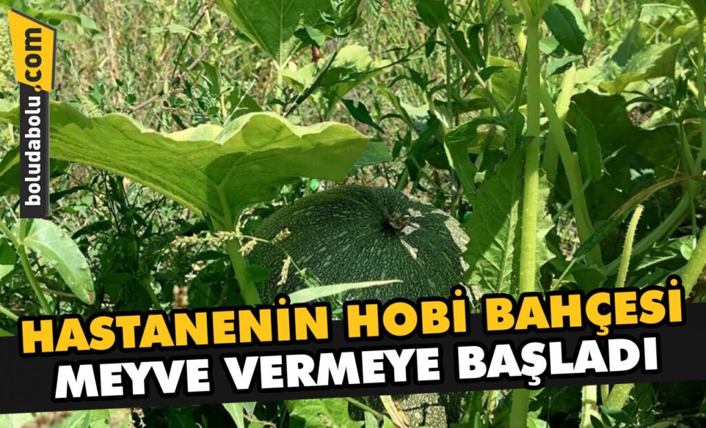 Bolu’da sağlık çalışanları ve hastalar hobi bahçesi oluşturdu Bolu’da sağlık çalışanları ve hastalar hobi bahçesi oluşturdu