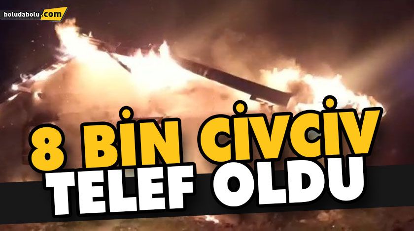BOLU’DA ÇIKAN YANGINDA 8 BİN CİVCİV TELEF OLDU BOLU’DA ÇIKAN YANGINDA 8 BİN CİVCİV TELEF OLDU