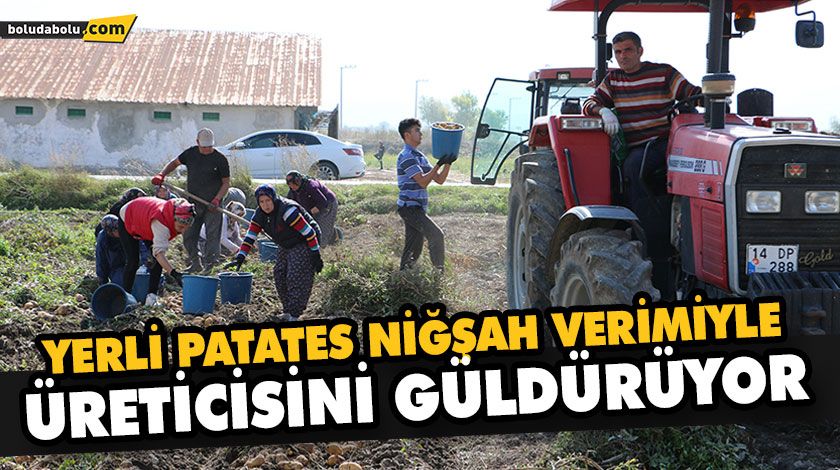 YERLİ PATATES NİĞŞAH VERİMİYLE ÜRETİCİSİNİ GÜLDÜRÜYOR YERLİ PATATES NİĞŞAH VERİMİYLE ÜRETİCİSİNİ GÜLDÜRÜYOR