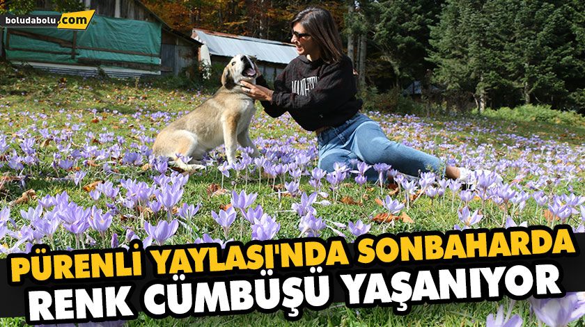 PÜRENLİ YAYLASI’NDA SONBAHARDA RENK CÜMBÜŞÜ YAŞANIYOR PÜRENLİ YAYLASI’NDA SONBAHARDA RENK CÜMBÜŞÜ YAŞANIYOR
