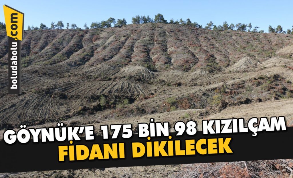Göynük’e 175 bin 98 kızılçam fidanı dikilecek Göynük’e 175 bin 98 kızılçam fidanı dikilecek