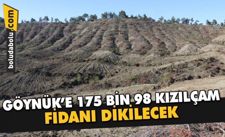 Göynük’e 175 bin 98 kızılçam fidanı dikilecek