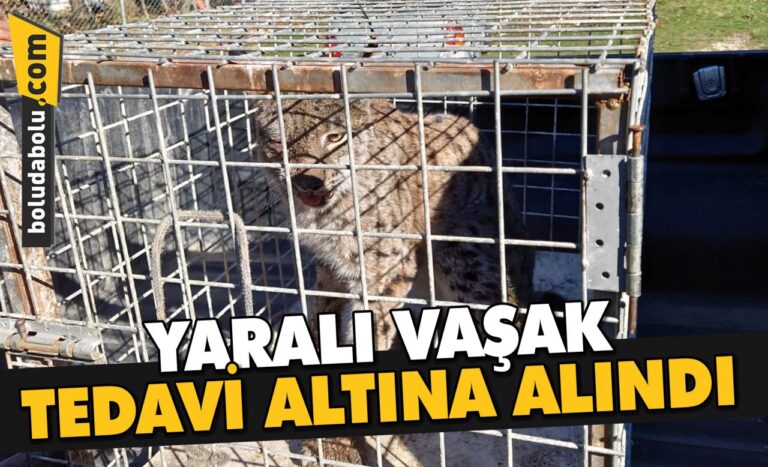 YARALI VAŞAK BOLU BELEDİYESİ EKİPLERİNCE YAKALANARAK TEDAVİ ALTINA ALINDI